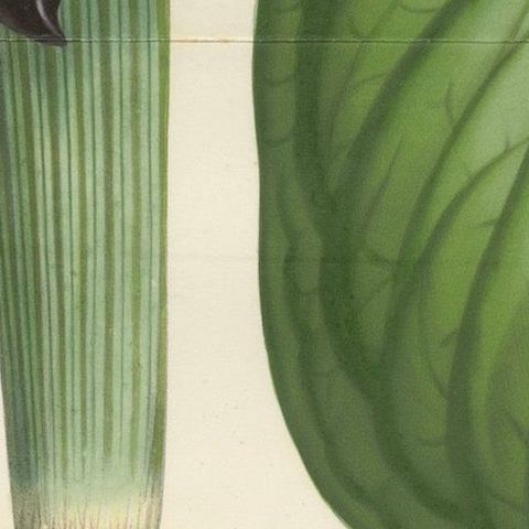 Cobra Lily: Hand-Colored Lithograph by Louis van Houtte, 1855, close-up 5
