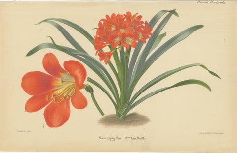Vibrant Orchid and Clivia: A Botanical Duo from Van Houtte's Collection, c.1875, view 3