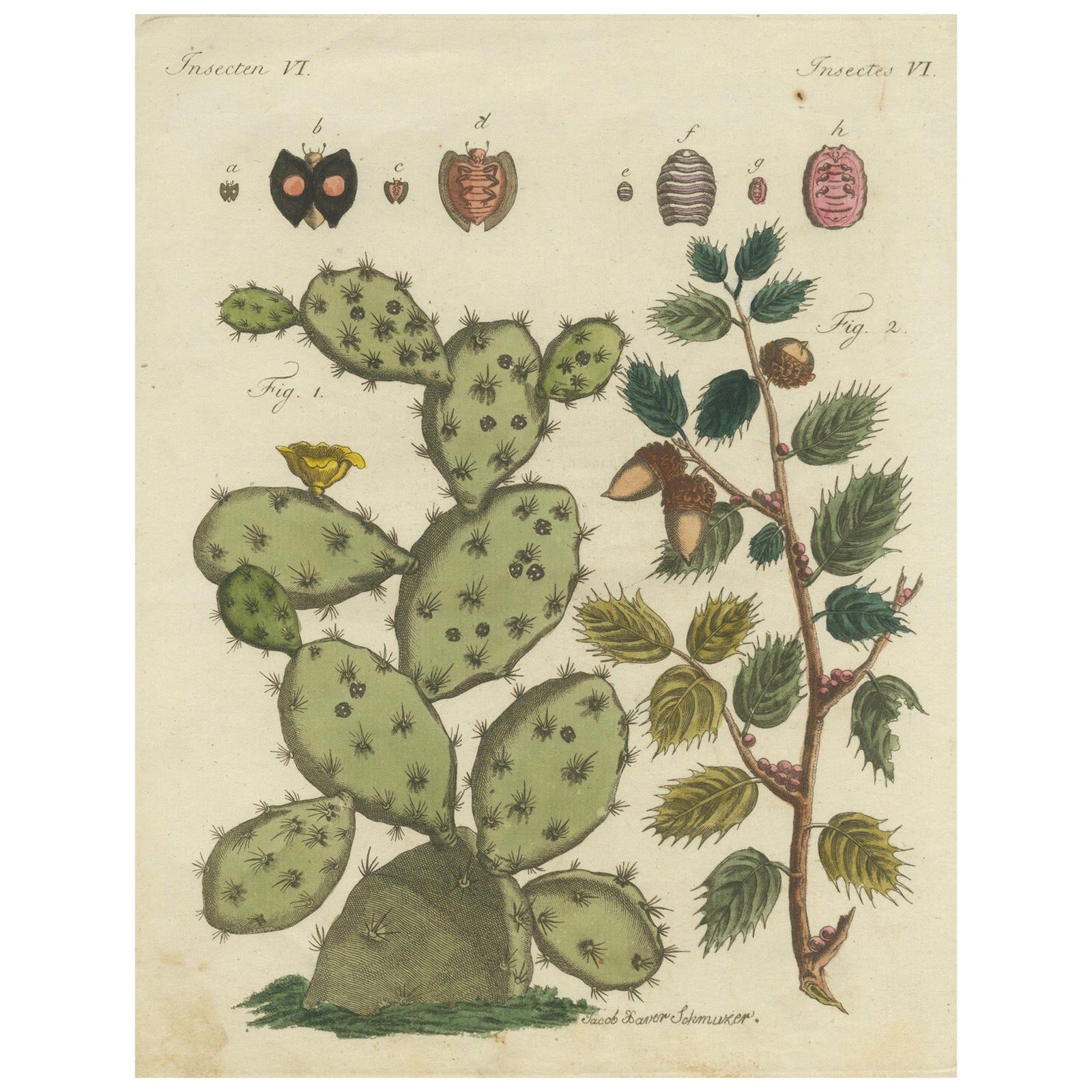 Cochineal Cactus and Kermes Oak: Hand-Colored Engraving from 1798