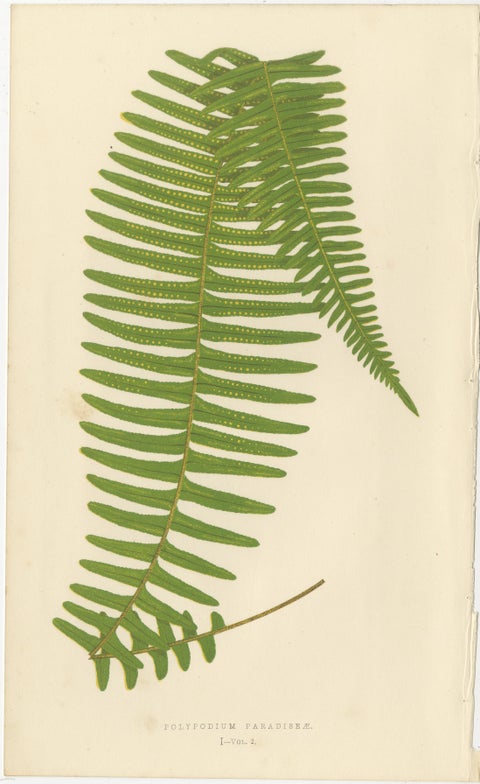 Antique Botanical Fern Lithographs by E.J. Lowe, Set of 6, Published in 1856, view 2