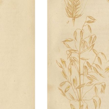 Antique Wheat and Rye Botanical Prints, Agricultural Study, Germany 1852, close-up 2