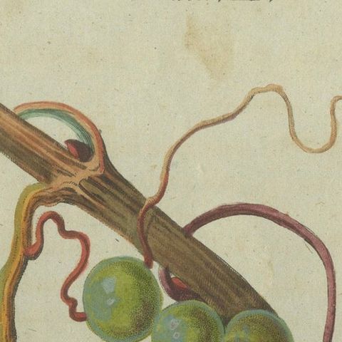 Vineyard Treasures: Exquisite Hand-Colored 19th-Century Grapevine Engraving, close-up 4
