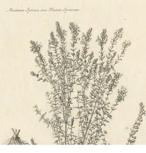 Syrian Oregano (Origanum Syriacum), Antique Botanical Engraving c.1676, view 3
