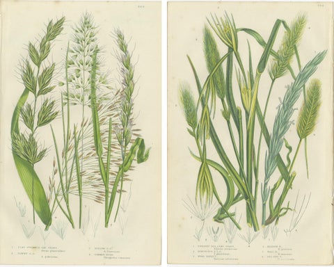Antique Botanical Engravings of Grass and Rush Species, 1873, view 4