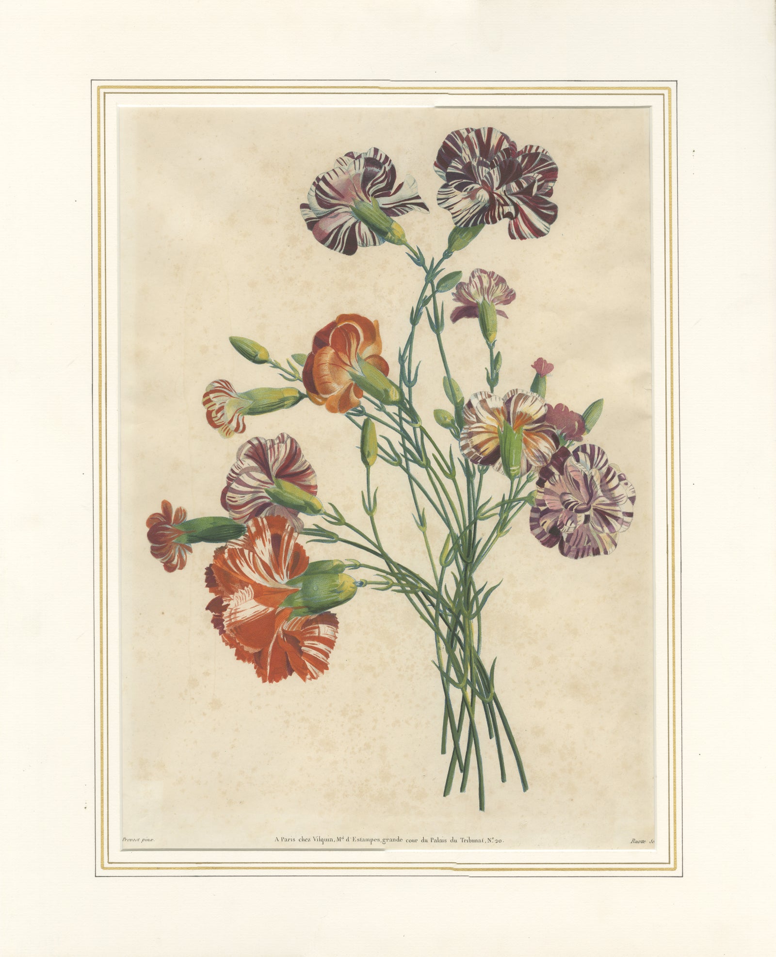 Antique Botanical Print of Carnations by Jean-Louis Prévost, 1805