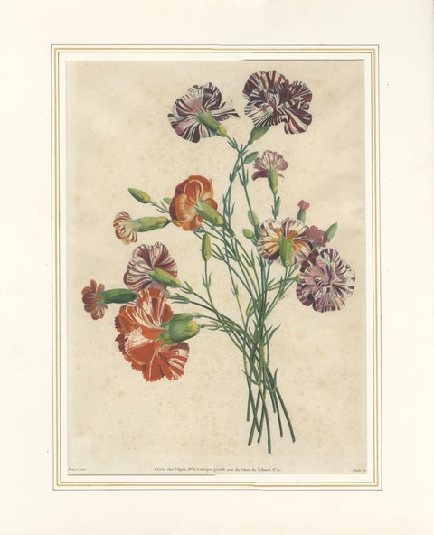Antique Botanical Print of Carnations by Jean-Louis Prévost, 1805