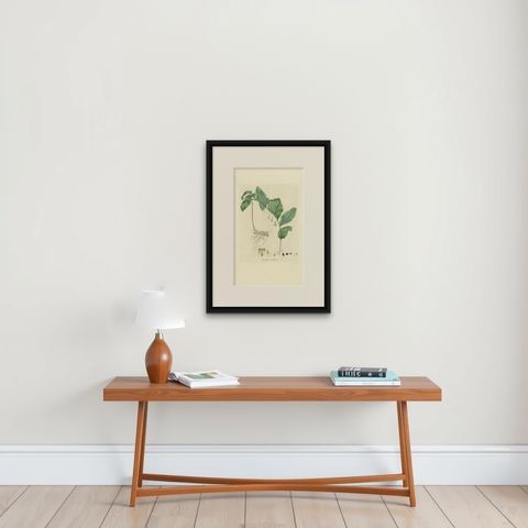Antique Botany Print of the Common Solomon's-Seal by Curtis, 'circa 1817', shown framed on a wall, true to size