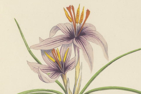 Moss Phlox and Greek Saffron Crocus hand coloured botanical print 1874, close-up 2