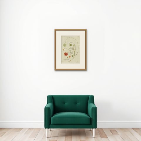 Vibrant Indian Cress Engraving, Icones Plantarum Medicinalium, 1788, shown framed on a wall, true to size