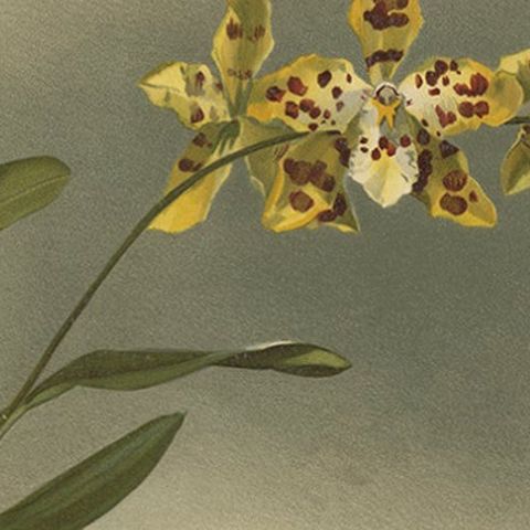 Yellow Spotted Orchid Print, Odontoglossum Excellens, Reichenbachia c.1888, close-up 5