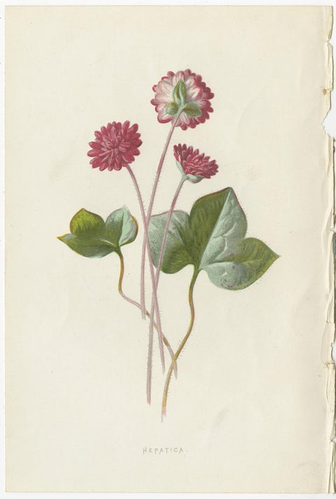 Set of Three Botany Prints Hepatica, Large-Leaved Saxifrage, Primula, view 2