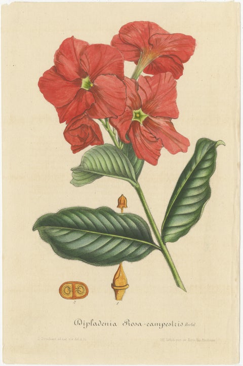 Exquisite Botanical Illustrations from Curtis’s Botanical Magazine (1847), view 2