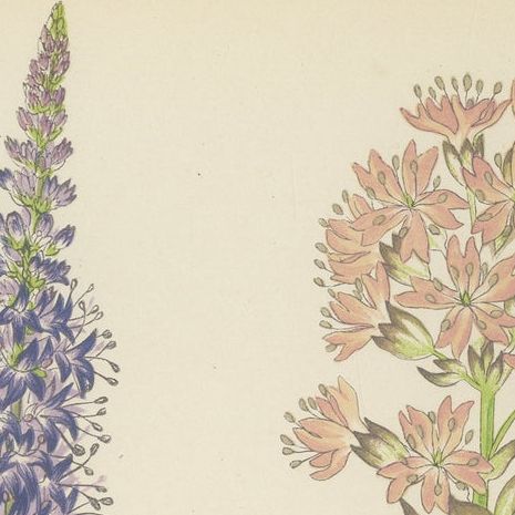 Spiked Speedwell and Alpine Catchfly hand-coloured botanical print 1874, close-up 6