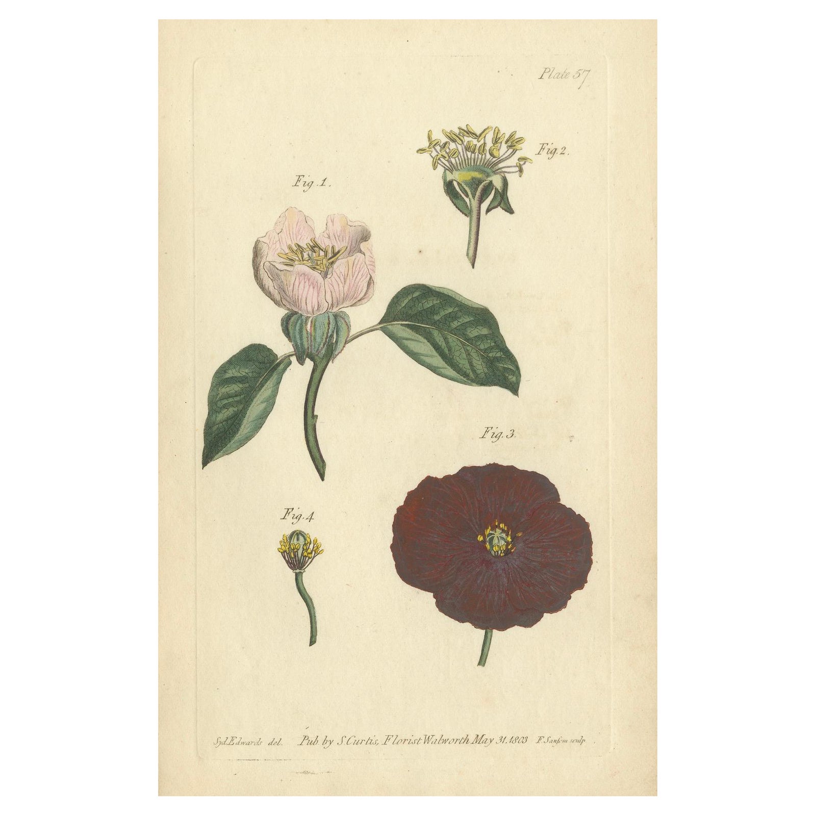 Antique Botanical Engraving of Apple Blossom and Mallow, 1803 Floral Print