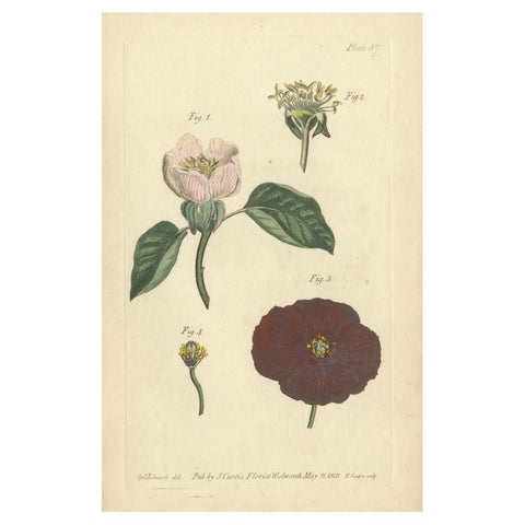 Antique Botanical Engraving of Apple Blossom and Mallow, 1803 Floral Print