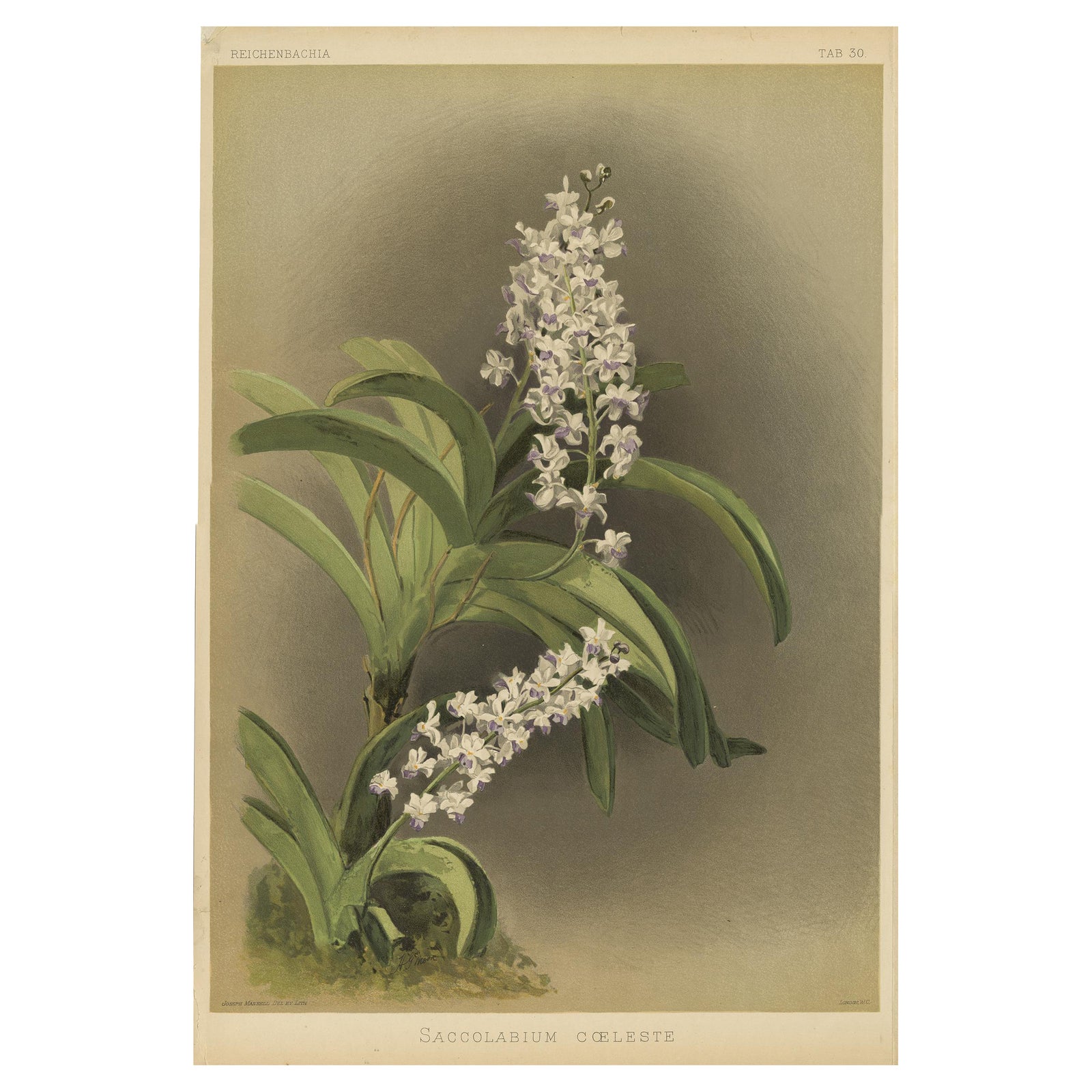Antique Botanical Print, Lavender-White Orchid Saccolabium coeleste, ca.1888