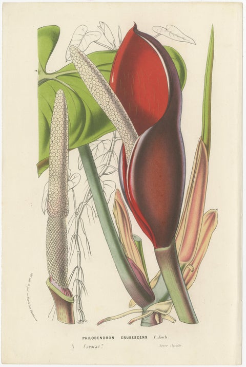 Flora Illustrated: A Collection of 19th Century Botanical Art, Published c.1875, view 2
