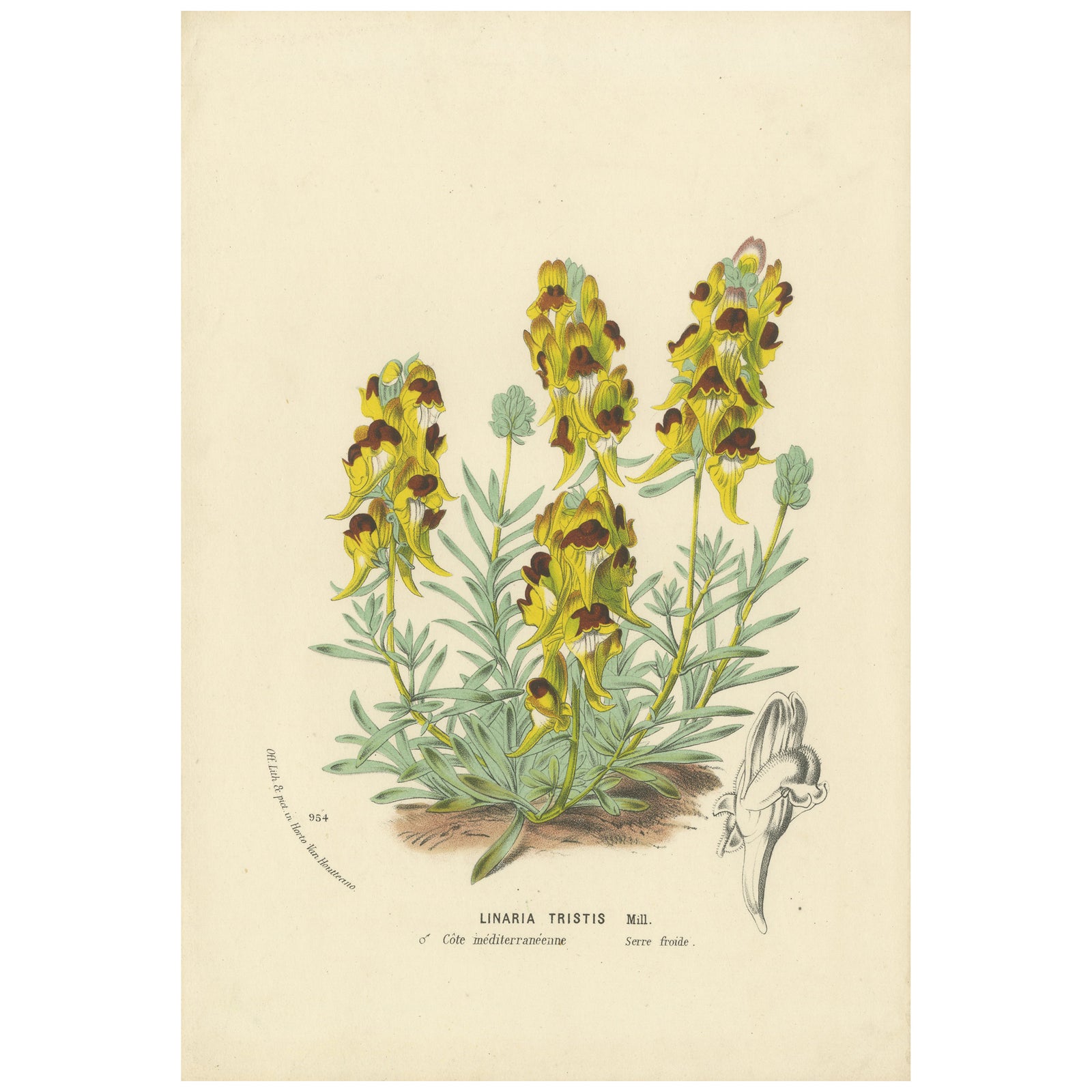 Toadflax 'Linaria Tristis' Botanical Illustration by Louis van Houtte, c.1850