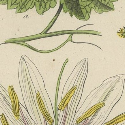 Decorative Antique Print of Various Leaves for a Gardener or Garden Lover, 1854, close-up 2