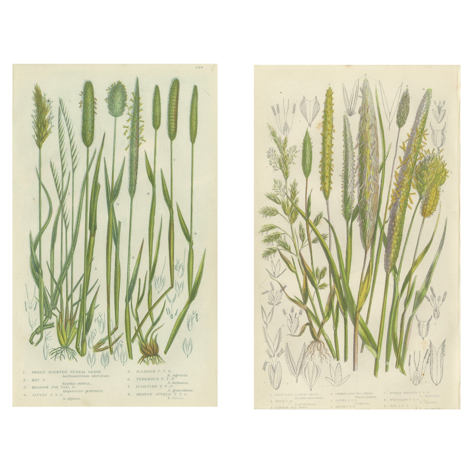 Victorian Botanical Engravings of Tunbridge Film Ferns, 1873, Pair