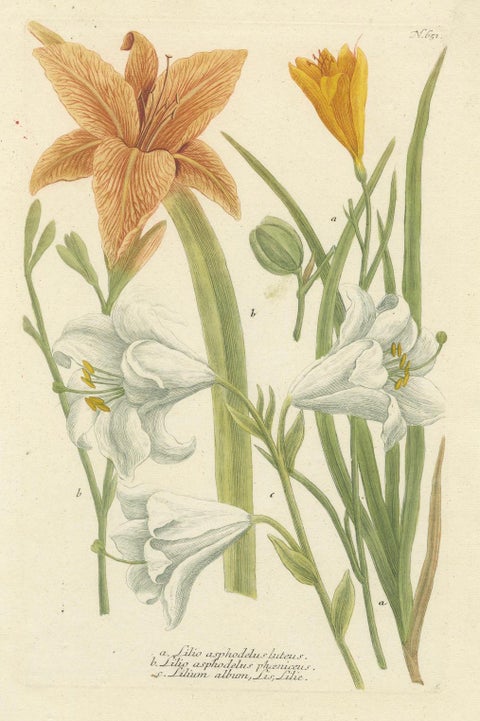 Hand-colored Mezzotint Engraving of a Lily from Johann Weinmann's Work, 1748, close-up 1