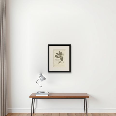 Antique Print of the Crown Gardenia Plant by Symes, '1800', shown framed on a wall, true to size