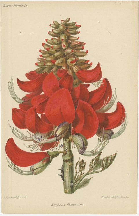 Exquisite Botanicals: Clianthus, Grevillea, Anthurium, and More, circa 1885, view 5