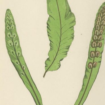 Antique Hand-Colored Fern Prints, Onoclea, Fadyenia, Cyclopeltis, 19th Century, close-up 2