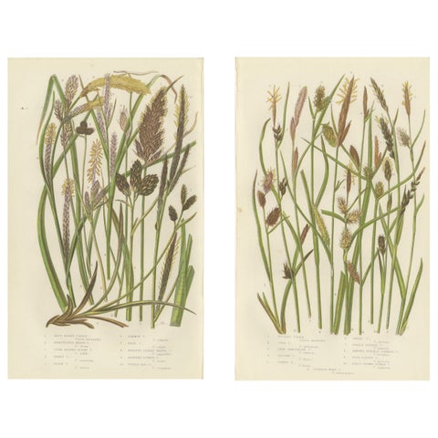 Hard Fern and Common Brake Fern Prints, Hand-Colored Botanical Engravings, 1873