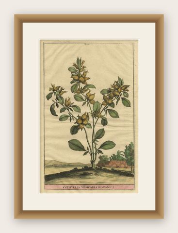Botanical Illustration of Spanish Kidney Vetch, from Munting’s 1696 Herbal, shown framed