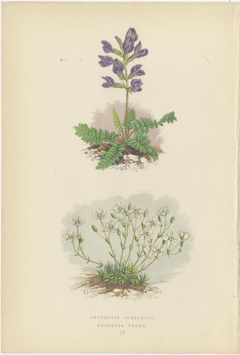 Pyrenean Oxytrope and Spring Sandwort, Hand-Coloured Botanical Print, 1874, view 2