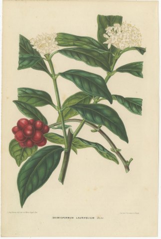 Drimyspermum Laurifolium, Flowers and Red Berries Chromolithograph, 1859, view 2
