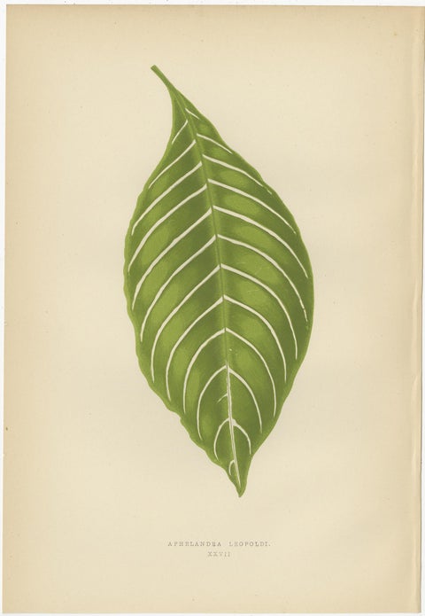 Set of 6 Botany Prints, Gesnera Cinnabarina, Dracaena Perrea (1891), view 3