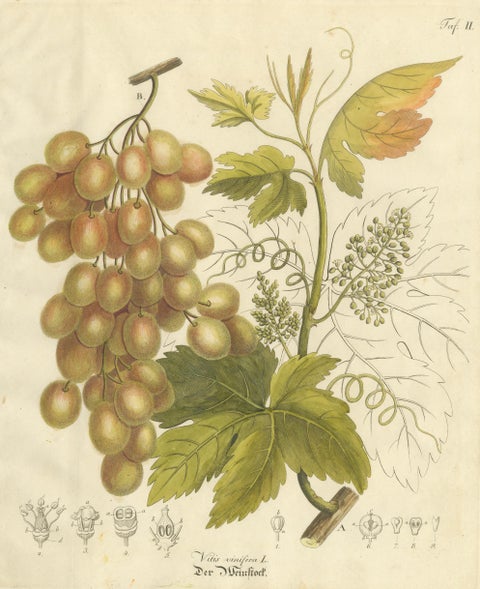 Antique Grape Botanical Engraving, Vitis Vinifera, Hand Colored, c.1831, close-up 1