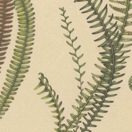 Majestically Handcolored Lithograph of Ferns of Indonesia 'Polypodium', 1829, close-up 2