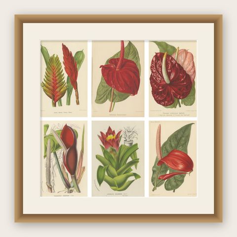 Exquisite Flora: A Chromolithographic Collection from the Revue Horticole, 1855, shown framed