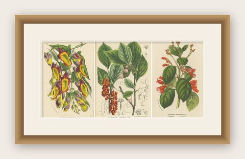 Vibrant Blossoms: Mysore Trumpetvine, Chinese Teaberry and Colombian Isoloma, shown framed