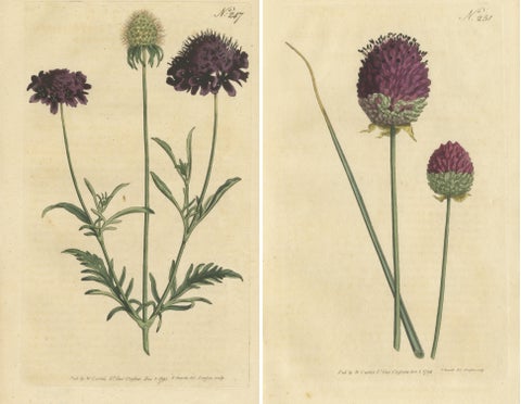 Set of 2 Antique Botany Prints, Sweet Scabious, Purple-Headed Garlic, view 2