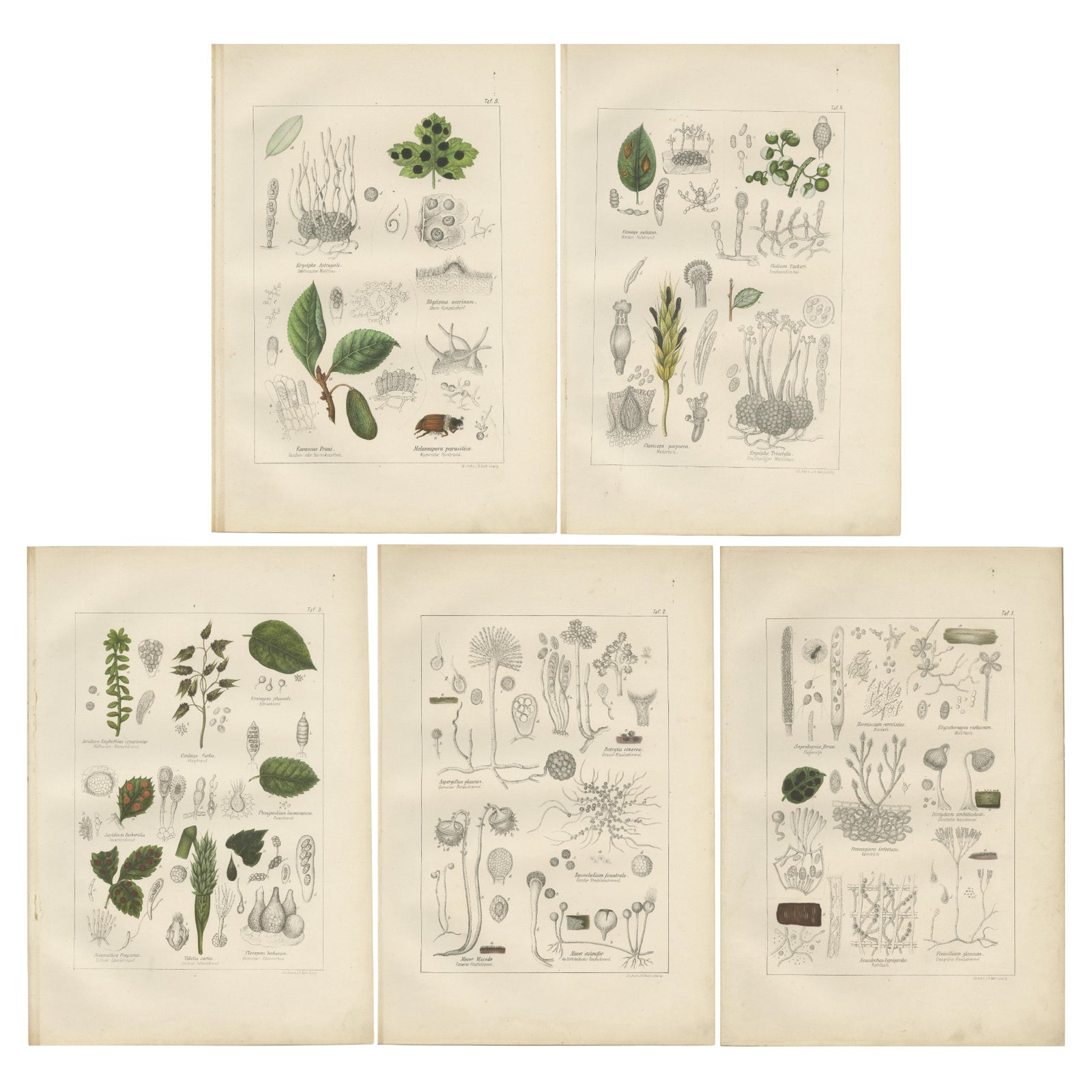 Set of 5 Antique Mycology Prints of Various Fungi, 1875