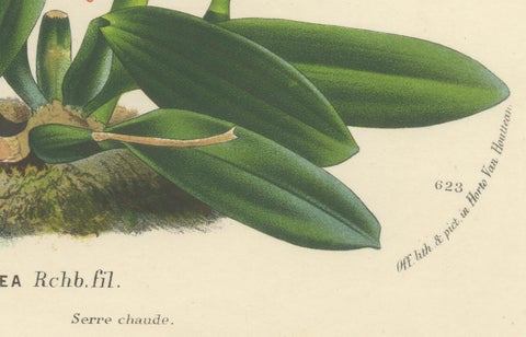 Botanical Vintage Prints of Scarlet Sophronitis and Tropical Bloom, c.1845, close-up 2