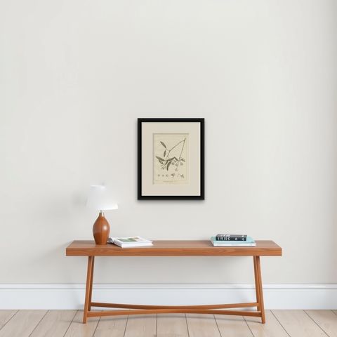 Antique Print of the Mangrove Apple Plant by Symes, '1800', shown framed on a wall, true to size