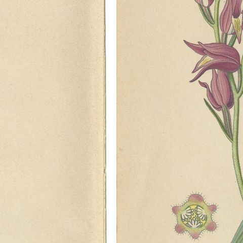 Historic Orchids: A 1904 Catalogue Illustration, close-up 2