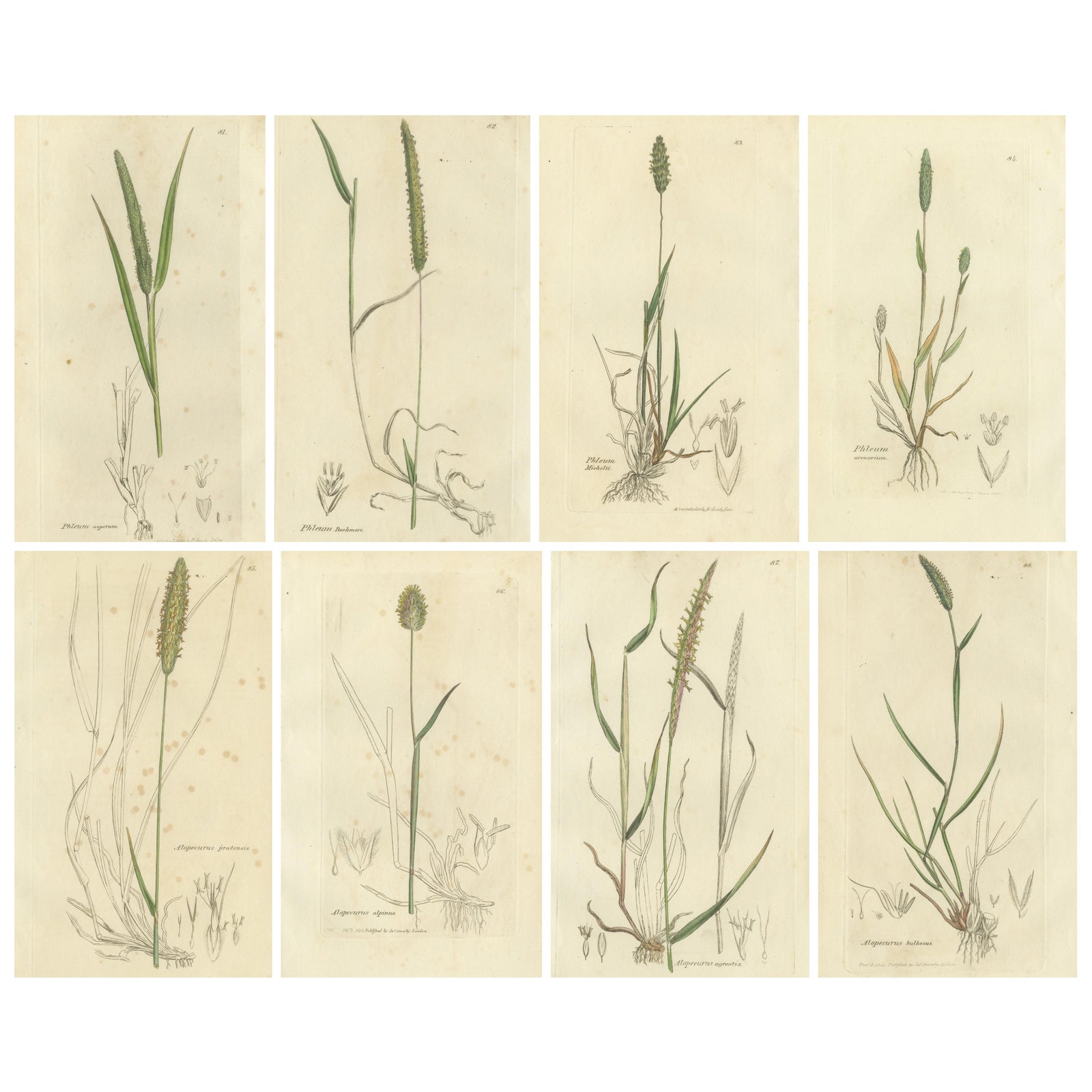 Set of 8 Antique Engravings of Meadow Grasses: Timothy & Foxtail, c.1830