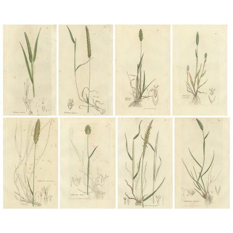 Set of 8 Antique Engravings of Meadow Grasses: Timothy & Foxtail, c.1830