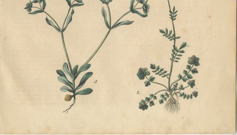 Antique Wildflower Botanical Print, Borage and Field Plants, Germany 1852, close-up 4
