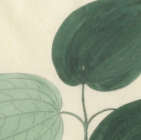 Antique Black Pepper Botanical Print, Piper Nigrum, Hand Colored, c.1831, close-up 4