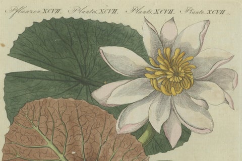 Elegant Water Lily Illustration: Handcolored Engraving from Bertuch, 1805, close-up 2