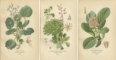 Botanical Prints: Creeping Sailor, London Pride and Thick-Leaved Saxifrage, 1897, view 5