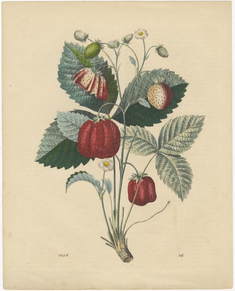 Antique Fruit Prints, Pears, Strawberry, Apple with Insects, circa 1850, view 5