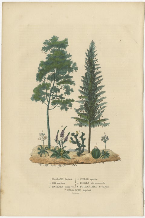 A Heritage of Flora: Original Antique Engraving of Diverse Plant Species, 1845, view 2